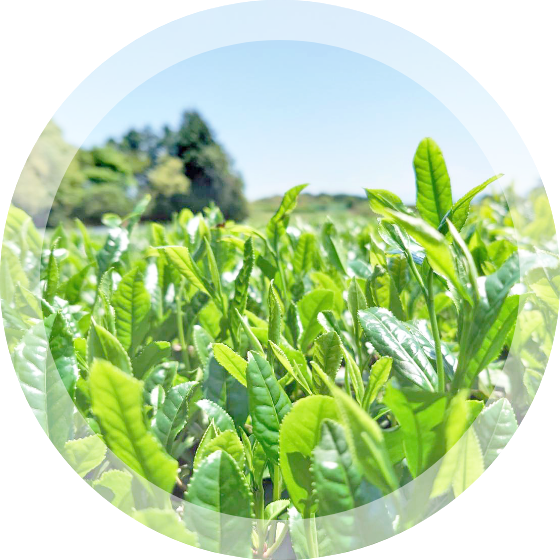 ぐり茶一覧 – 五十鈴園